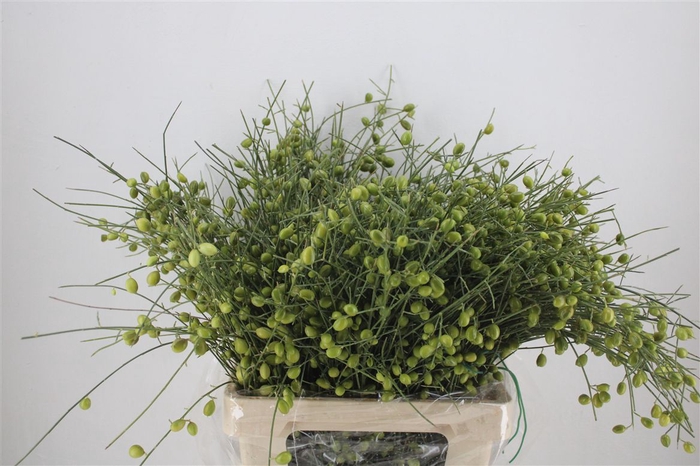 <h4>Ginster Berry Green P Bunch</h4>