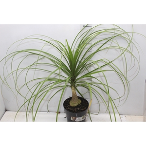 BEAUCARNEA P17