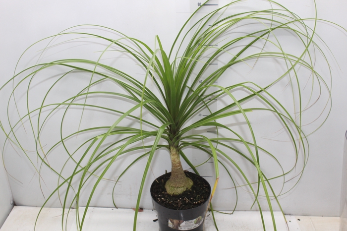 <h4>BEAUCARNEA P17</h4>