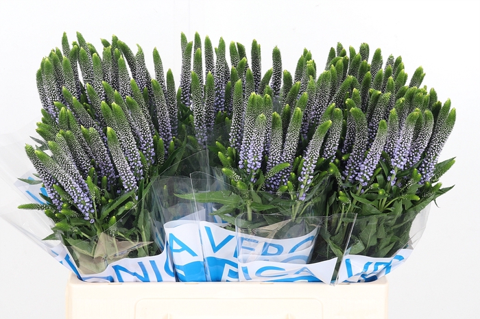 <h4>Veron Smart June Milka</h4>