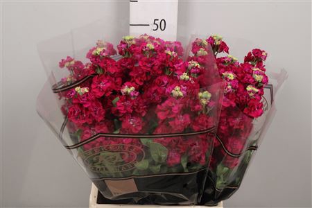 <h4>Matth Impala Red</h4>