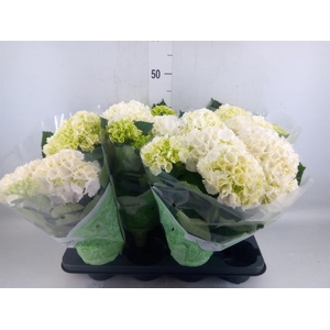 Hydrangea mac. 'Crystal Palace'