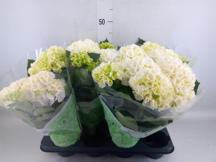 <h4>Hydrangea mac. 'Crystal Palace'</h4>