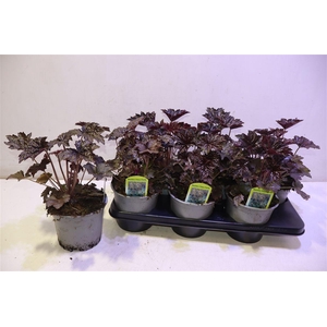 arr8 Heuch Mi Palace Purp