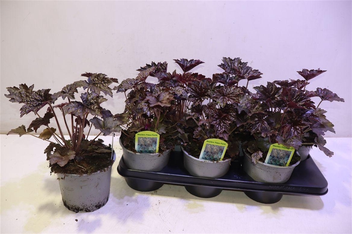 <h4>arr8 Heuch Mi Palace Purp</h4>