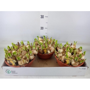 Narcissus  'Tete a tete'