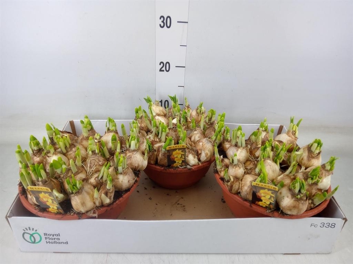 <h4>Narcissus  'Tete a tete'</h4>