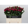 Paeonia Red Sarah