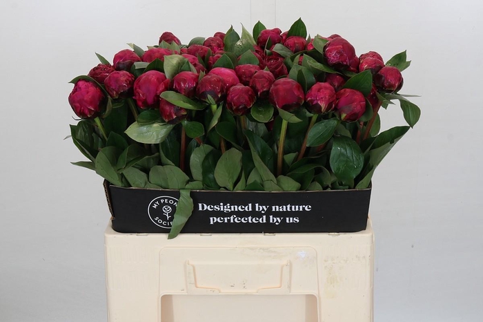 <h4>Paeonia Red Sarah</h4>