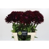 Dahlia Barbados