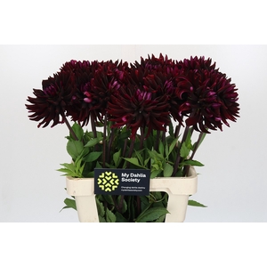 Dahlia Chat Noir