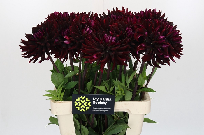 <h4>Dahlia Chat Noir</h4>