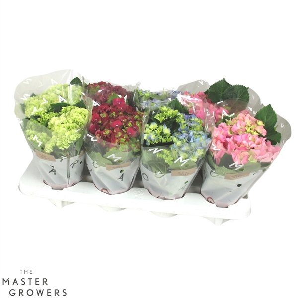 <h4>Hydrangea macr. 10cm Mix 3+bloem</h4>