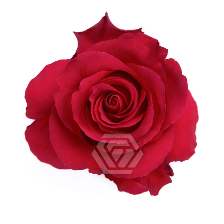 <h4>R GR HOT EXPLORER Tessa</h4>