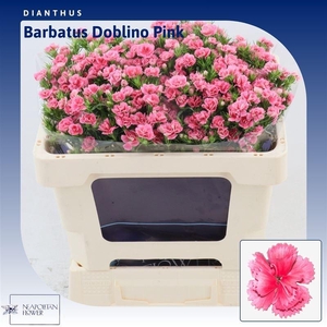 Dianthus Barbatus 'doblino Pink'