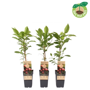Actinidia arguta 'Ken's Red' (Kiwibes, vrl.)