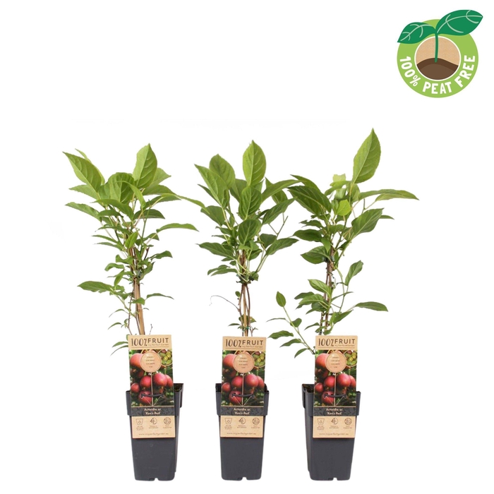 <h4>Actinidia arguta 'Ken's Red' (Kiwibes, vrl.)</h4>