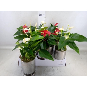 Anthurium andr.   ...mix  3