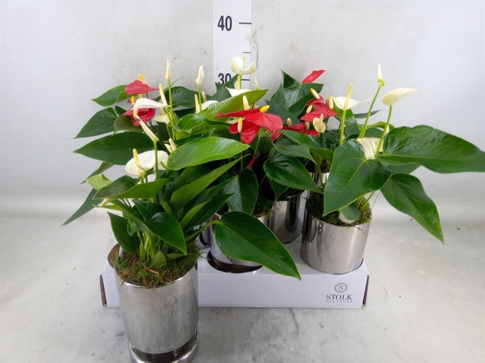 <h4>Anthurium andr.   ...mix  3</h4>