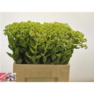 Sedum Spectabile