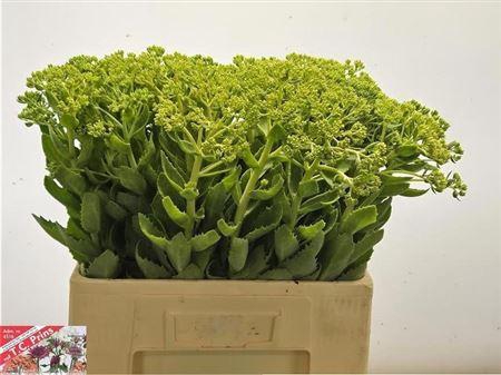 <h4>Sedum Spectabile</h4>