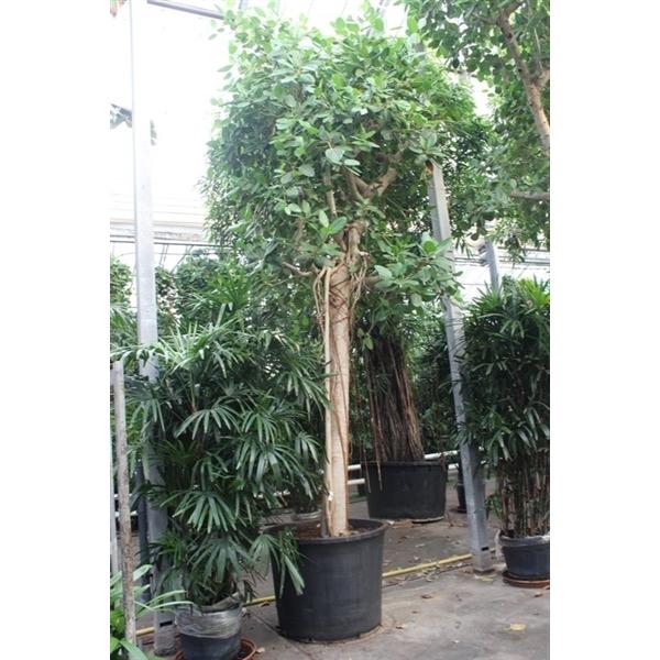 <h4>Ficus Benghalensis</h4>