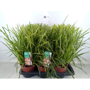 Carex morrowii 'Ice Dance'