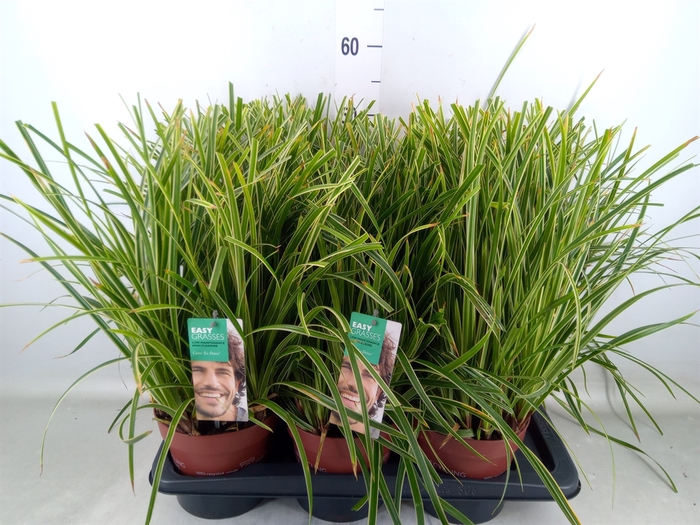 <h4>Carex morrowii 'Ice Dance'</h4>