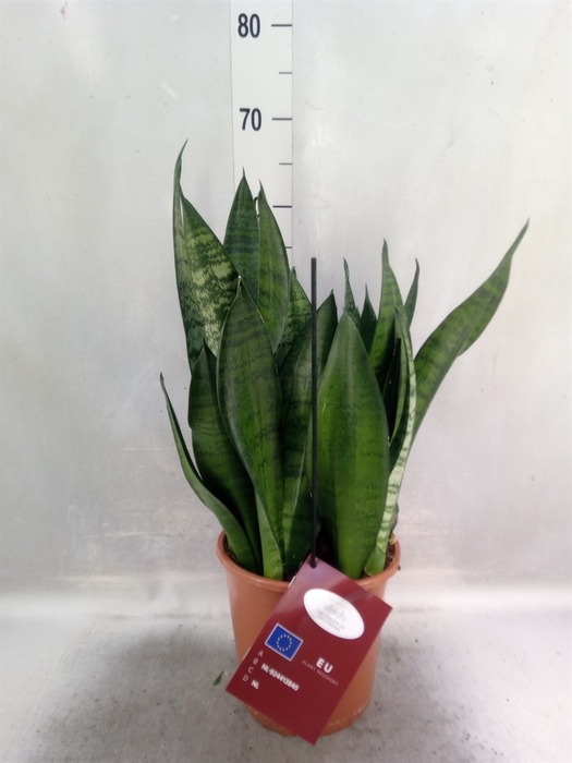 Sansevieria trifa. 'Hahnii'