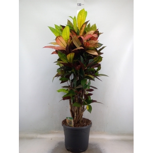 Codiaeum var. KL 'Mrs Iceton'