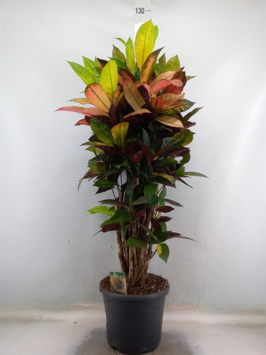 <h4>Codiaeum var. KL 'Mrs Iceton'</h4>