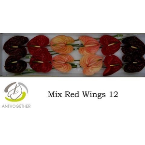 Anth A Red Wings 13 cm X12 Spek Flowers