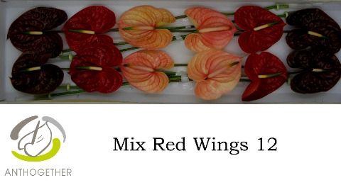 <h4>Anthurium Mix Red Wings</h4>