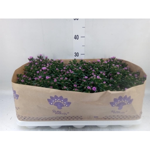 Aster n-b 'Showmakers Pretty Pink'