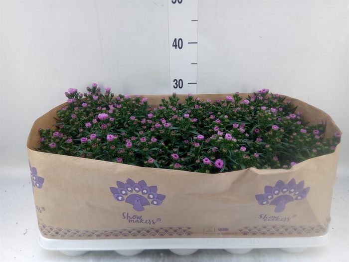 <h4>Aster n-b 'Showmakers Pretty Pink'</h4>