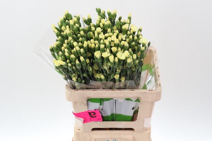 <h4>Dianthus TR 'Solandis Blondfly'</h4>