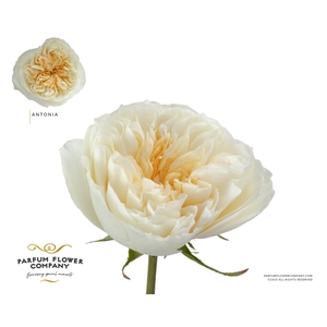 Rosa Garden Antonia Gardens