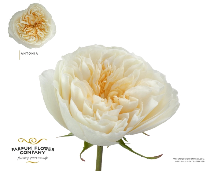 <h4>Rosa Garden Antonia Gardens</h4>