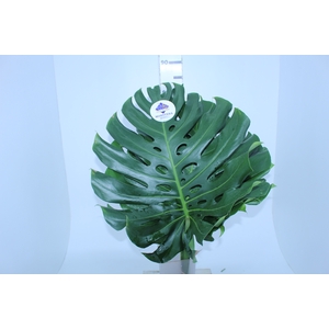 FOLH MONSTERA DELIC. 050 CM