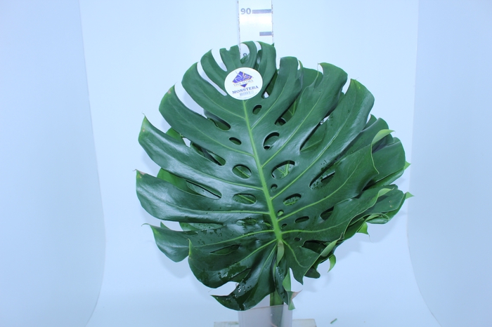 FOLH MONSTERA DELIC. 050 CM
