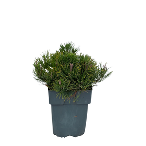 Pinus mugo 'Mughus' P17