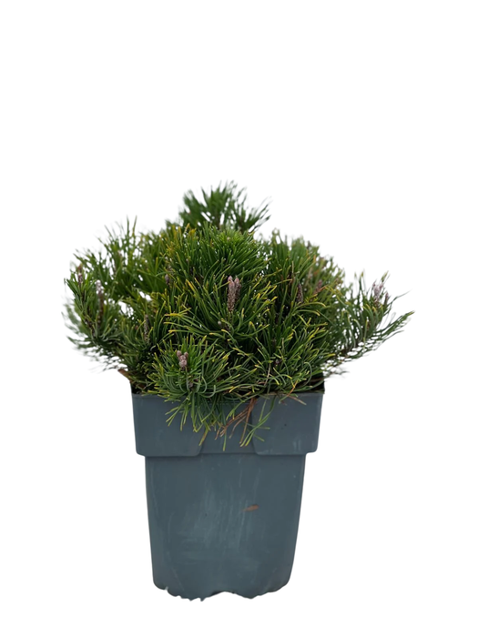 <h4>Pinus mugo 'Mughus' P17</h4>