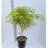 Acer palmatum Koto-no-ito