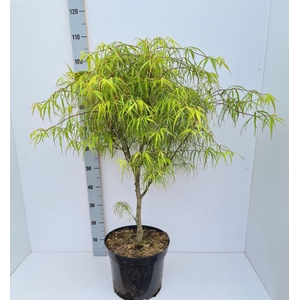 Acer palmatum Koto-no-ito