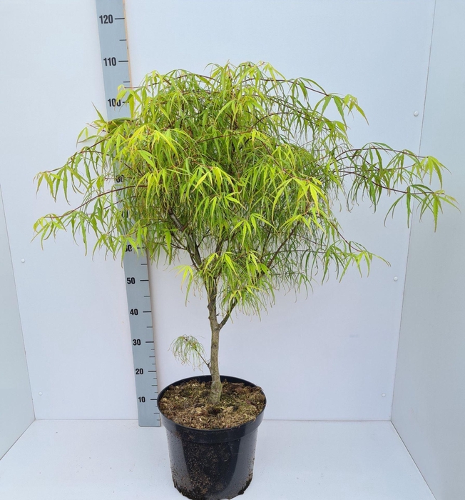 <h4>Acer palmatum Koto-no-ito</h4>