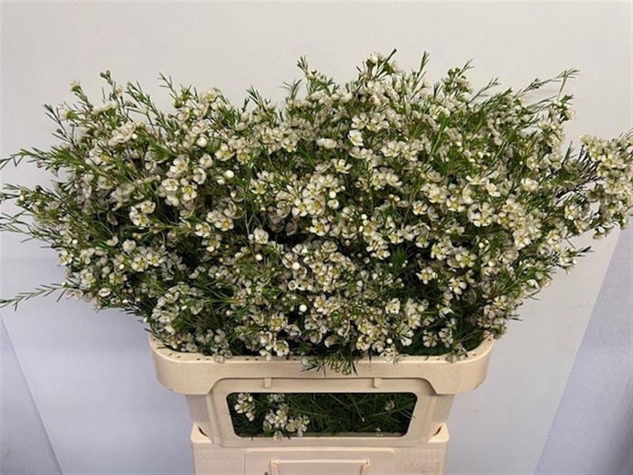 <h4>CHAME UN OFIR</h4>