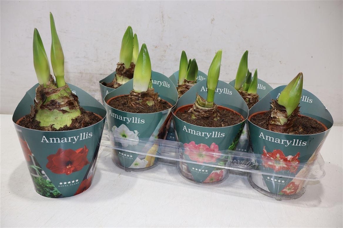 <h4>Hipp Gem 4 Srt</h4>