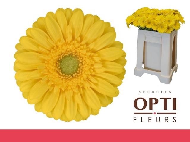 <h4>GE MI EMOJI</h4>