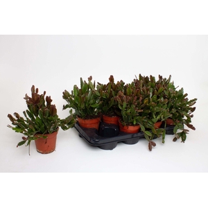 Rhipsalis Agudoensis