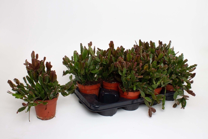 <h4>Rhipsalis Agudoensis</h4>